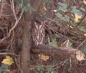 Owl.jpg
