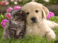 Kitten-and-Puppy-03.jpg