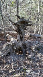 Monster in the woods.jpg