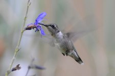 4x6_DSC0738.jpg