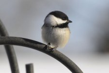 4x6_DSC0259.jpg