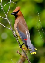cedarwaxwing.jpg