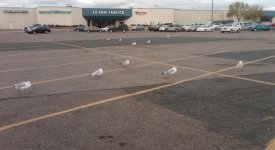 Gull Parking.jpg