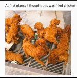 friedchicken.jpg