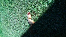 Squirrel.jpg