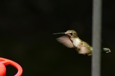 DSC02530.jpg