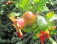 IMG_1871.jpg