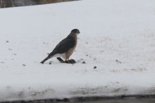 IMG_0178trim.jpg