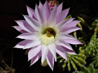 IMG_0335.jpg