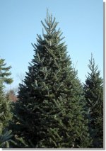 Fraser Fir.jpg