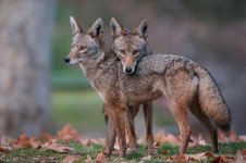 CoyoteNatGeo.jpg