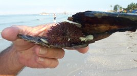 20170617_075340.jpg