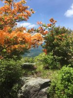 Mt. Azalea.jpg