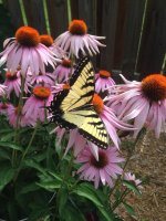 Cone Flower Butter Fly.jpg