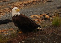 DSC_0207.jpg