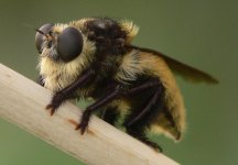 QuizBug02.jpg