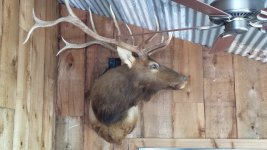 Elk%20Photo_zpspbxcvc0e.jpg