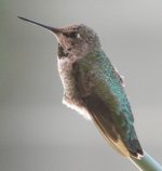 AloeHummer01a.jpg
