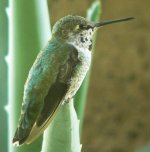 AloeHummer02.jpg
