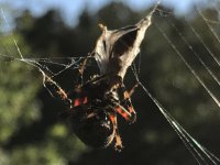 IMG_0732.jpg