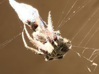 IMG_0734.jpg