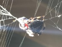 IMG_0736.jpg