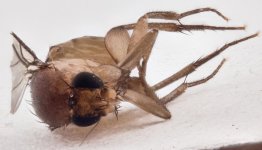 Cropped_2017-10-15-21.28.04 ZS PMax.jpg