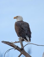 eagle2.jpg