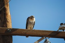 DSC_0104.jpg