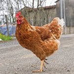 chicken.jpg