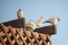 DSC_0155.jpg
