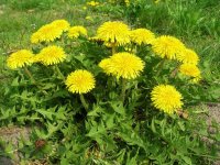 dandelion-picture.jpg