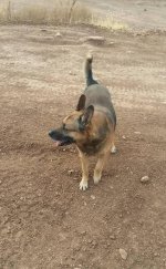 dog.jpg