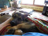 Toby 016.jpg