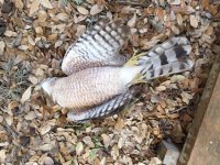 180330 Hawk 1.jpg