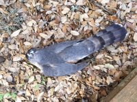 180330 Hawk 2.jpg