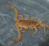 BarkScorpion02.jpg