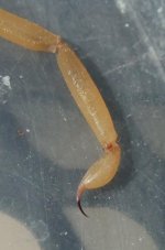 BarkScorpion03.jpg