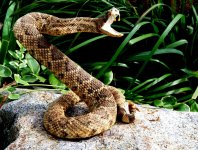 scaryRattlesnake.jpg