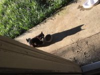 Batcat1.jpg