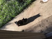 Batcat2.jpg