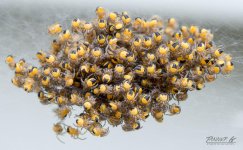 Spider ball Memorial day 2017 reduced.jpg