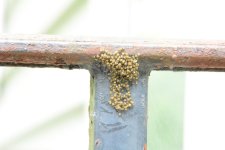 Spiderling ball reduced.jpg