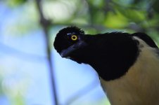 2 species of Jay at Iguazu Ntnl Park Argentina 2.jpg