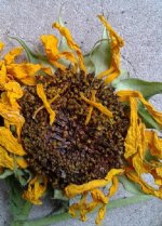 20180512_163604.jpg