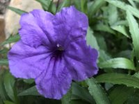 IMG_1621.jpg