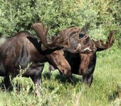 2moose.jpg