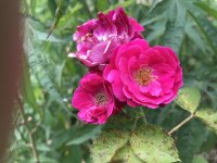 IMG_1667.jpg