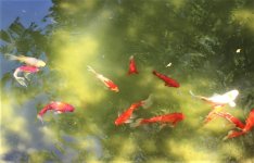 IMG_1001.jpg