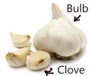 garlic.jpg